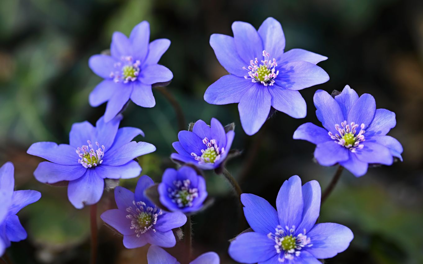 Amalie Elmkær Bengtson